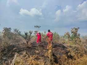 Petugas Berjibaku Padamkan Api di Lahan Milik Polda Riau di Kampar