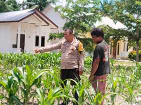 Polsek Rimba Melintang Tinjau Perkembangan Tanaman Jagung Program Asta Cita Presiden