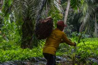 Harga TBS Sawit Mitra Swadaya di Riau Tembus Rp3.652 per Kilogram