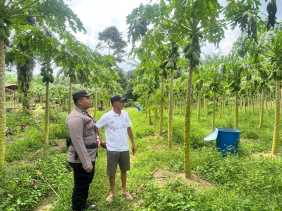 Polisi dan Petani Bersinergi Lakukan Ketahanan Pangan di Bangko Balam