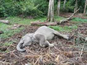 Gubernur Syamsuar Ikut Sedih, Damar Bayi Gajah yang Dia Beri Nama Ditemukan Mati