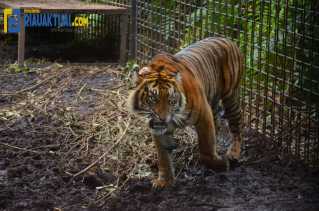 Harimau Sumatera Terkam Lengan Pencari Sagu di Siak