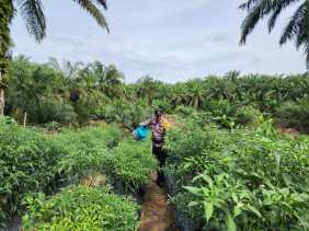 Dukung Asta Cita, Polsek Bangko Pusako Bina Ketahanan Pangan di Pematang Damar