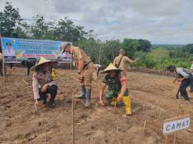 BUMDes Perdamaian Pulau Busuk di Kuansing Tanam Jagung, Dukung Ketahanan Pangan Nasional