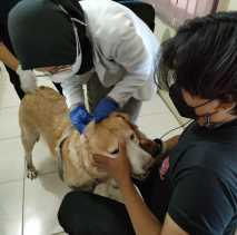 Temukan 14 Kasus Rabies, Dinas PKH Riau Minta Warga Segera Vaksin Hewan Peliharaan