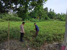 Dukung Ketahanan Pangan, Bhabinkamtibmas Desa Sungai Tarap Pantau Hasil Tanaman Warga