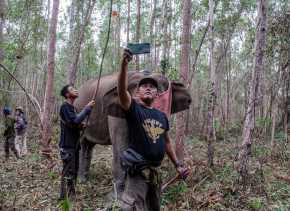 Merekam Pemasangan GPS Collar Gajah Sumatera