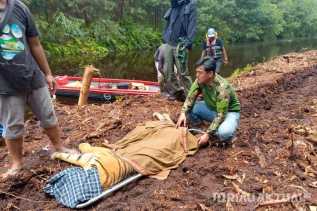 BBKSDA Riau Evakuasi Harimau Sumatera yang Serang Pekerja di Pelalawan