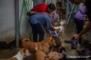 Shelter Pekanbaru Dog Lover Suntikan Vaksinasi Rabies ke Hewan Peliharaan