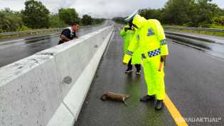 Macan Akar Ditemukan Mati di Tol Dumai-Pekanbaru, Diduga Tertabrak Kendaraan