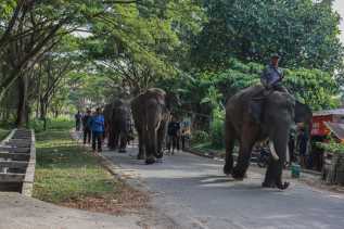 Menjemput Sang Raksasa yang Tersesat di Tengah Kota Pekanbaru