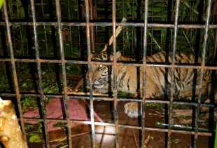Anak Harimau Yang Masuk Perangkap Kembali Dilepasliarkan