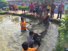 Rutan Rengat dan CV Rosadia Petaho Panen Ikan Patin, Dukung Ketahanan Pangan Nasional