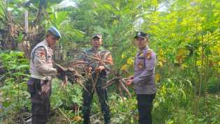 Anggota Polsek Langgam dan TNI Bantu Warga Panen Ubi, Jaga Situasi Pilkada