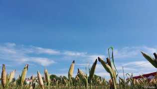 BMKG: Cuaca Riau Cerah Berawan, Hujan Lebat Berpotensi Terjadi di Tiga Wilayah Ini