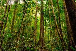 DLHK Riau Minta KLHK Percepat Proses Penetapan Kawasan Hutan