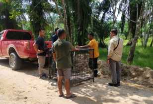 BBKSDA Riau Pasang Kandang Jebak Beruang Madu di Pelalawan