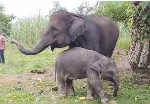 Tiga Gajah Sumatera Betina di Riau Gugur, Populasi Diujung Tanduk