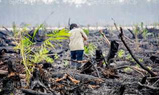 Pantau Gambut Ungkap 40 Korporasi yang Diduga Perusak Ekosistem Gambut