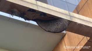 Tujuh Sarang Lebah Ditemukan di Perpustakaan Soeman H.S Pekanbaru