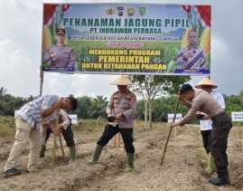 Polsek Batang Gansal dan PT. Indrawan Perkasa Bersinergi Tanam Jagung Pipil