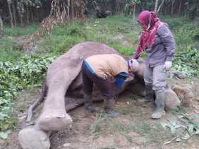Diduga Akibat Diracun, Seekor Gajah Sumatera Mati di Kantong Teso Pelalawan