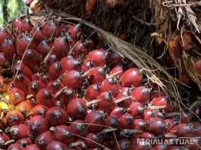 Harga TBS Sawit Pekan Ini Capai Rp2.532 per Kilogram