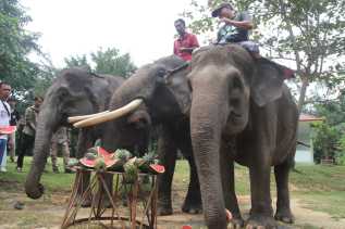PKG Minas Sajikan Tumpeng Buah Untuk Gajah Sumatera
