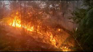 Hutan dan Lahan di Desa Suka Maju Rohul Alami Kebakaran Hebat