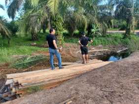 Polsek Bangko Amankan Puluhan Ton Kayu Ilegal Logging