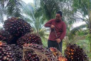 Harga TBS Kelapa Sawit Petani Swadaya Riau Capai Rp2.432 per Kilogram