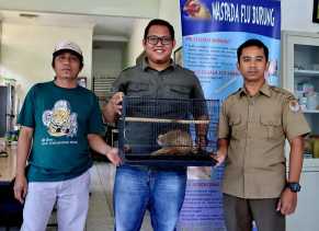 Ditemukan di Depan Rumahnya, Raja Serahkan Seekor Kukang ke BBKSDA Riau