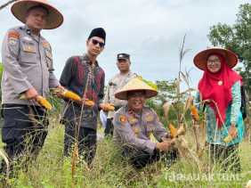 Polsek TPTM Panen Jagung Pipil, Ipda Bonny: Dorong Ekonomi Desa dan Kemandirian Pangan