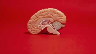 3 Kebiasaan Sehari-hari yang Merusak Sel Otak Menurut Ahli Saraf