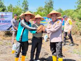Kapolsek TPTM Tanam Jagung Serentak Kuartal III Dukung Program Asta Cita Presiden di Rohil