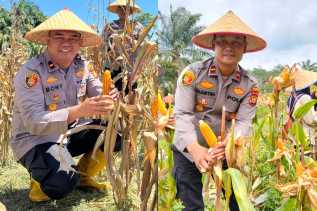 Dari Ilalang ke Emas Kuning, Dua Perwira Polisi di Rokan Hilir Hidupkan Ekonomi Warga Melalui Ketahanan Pangan Polri
