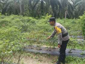 Polsek Bangko Pusako Lakukan Pembinaan Ketahanan Pangan
