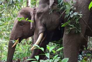 Sebulan Berkeliaran di Kebun Warga, Gajah Liar Berhasil Dievakuasi