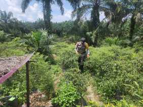 Polsek Bangko Pusako Gelar Pembinaan Ketahanan Pangan di Pematang Damar