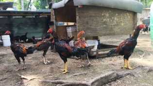 Hindari Penyebaran Virus Flu Burung, Peternak Diimbau Tidak Lepasliarkan Ternak