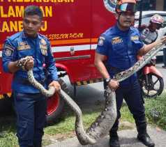 Perut Membesar Usai Lahap Kucing, Ular Piton 4 Meter Dievakuasi Petugas Pemadam Pekanbaru