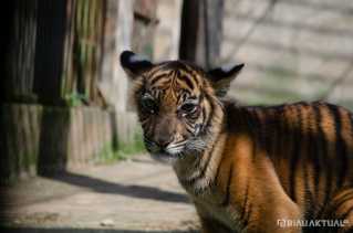 Harimau Terkam Kerbau di Kuansing, Warga Resah