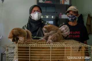 Balai Besar KSDA Riau Terima Dua Ekor Kukang dari Masyarakat