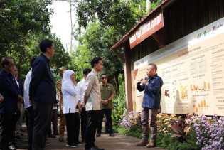 Panen Raya Kopi Ijen PTPN IV, Wapres Gibran Dukung Peningkatan Produktivitas, Hilirisasi dan Branding Kopi Indonesia