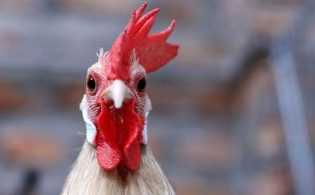 Berikut 5 Arti Ayam Berkokok Jam 1 Malam Menurut Primbon dan Mitosnya