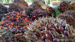 Harga TBS Kelapa Sawit di Riau Pekan Ini Capai Rp2.290 per Kilogram