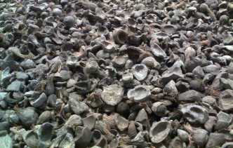 Ekspor Cangkang Sawit Punya Prospek Besar bagi Indonesia