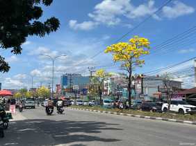 Tanaman Tabebuya Mekar, Hiasi Jalan HR Soebrantas Pekanbaru