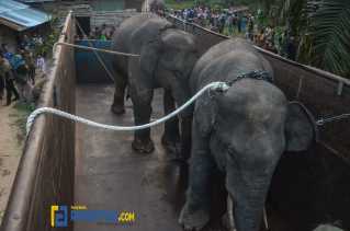 Potret Dua Ekor Gajah Sumatera di Inhu Berhasil di Translokasi 