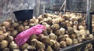 Harga Kelapa di Riau Naik 100 Persen, Pedagang Santan Menjerit